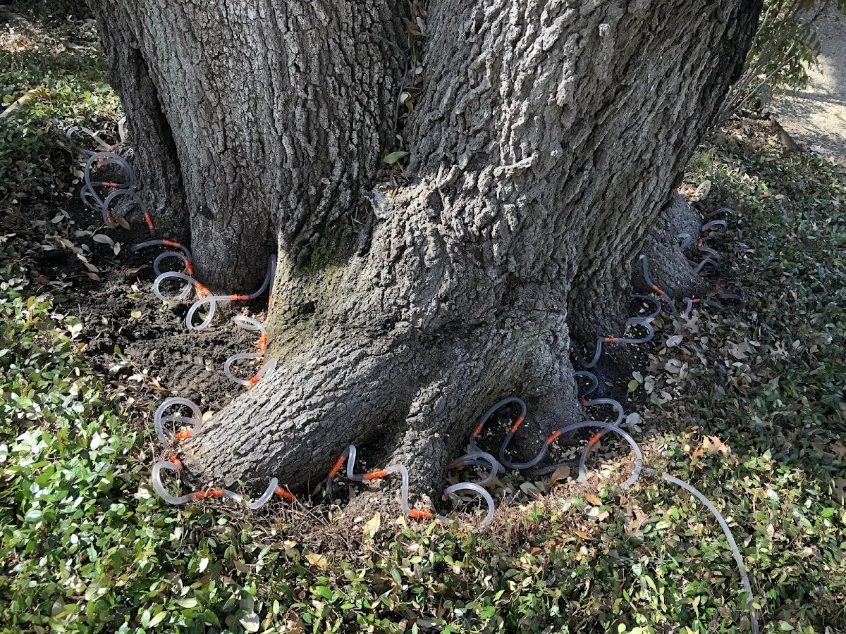 Detailed Tree Cabling and Bracing job site in Chrisman