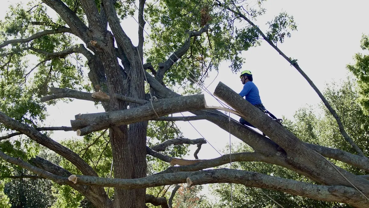 Professional Crown Thinning performed by certified arborists in Chrisman