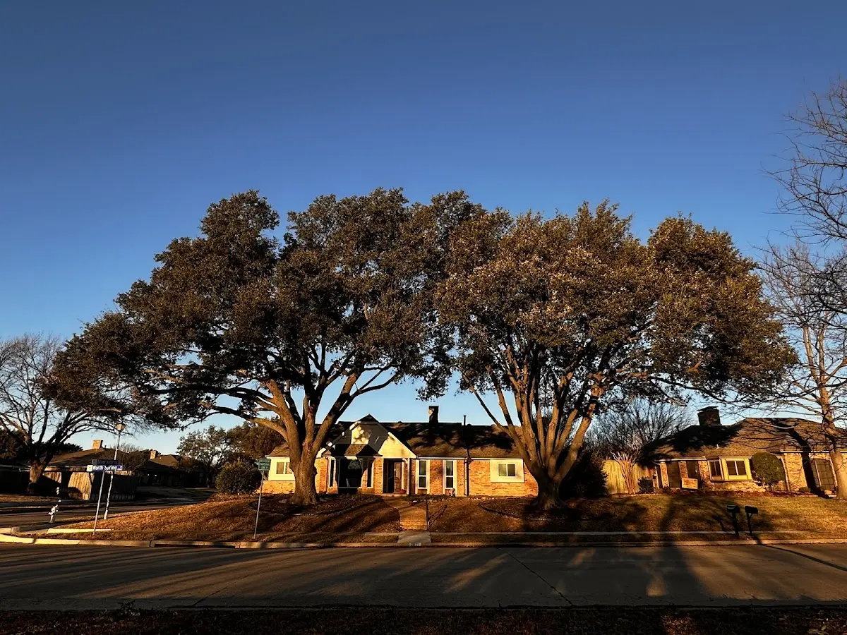 Established residential canopy tree shading a home in Chrisman